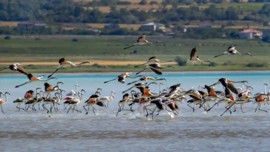 Van Gölü'nde flamingoların eşsiz dansı