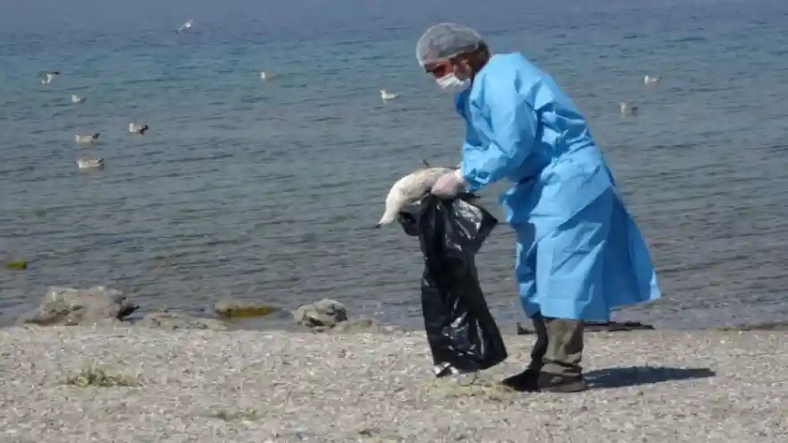Tedirgin eden martı ölümlerinin sebebi ortaya çıktı 