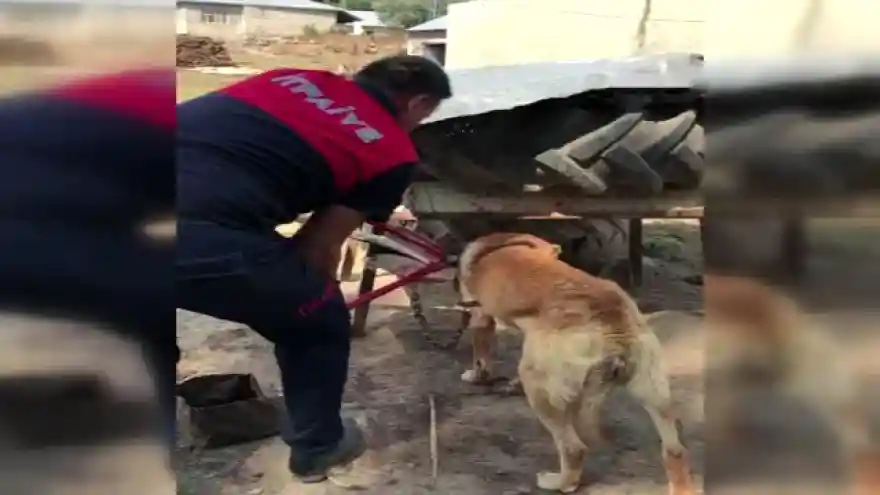 Boynu zincire sıkışan köpek itfaiye ekipleri tarafından kurtarıldı