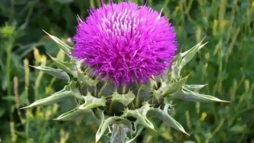 Ağrı'nın her noktasında yetişen diken ciğerlere çok faydası var