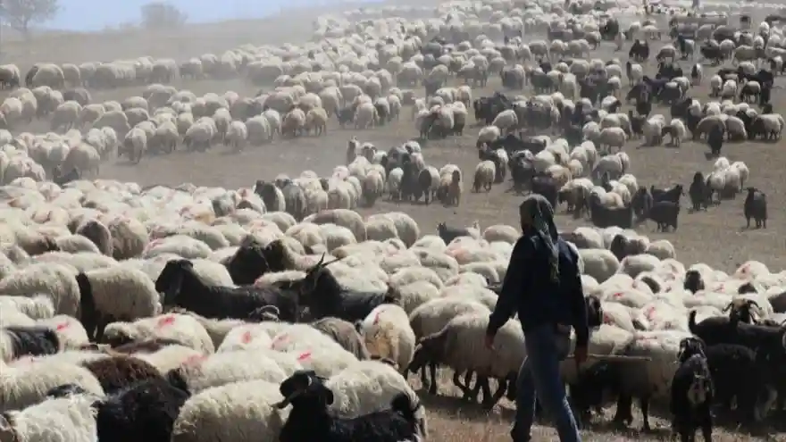 Yayla mesaisini tamamlayan göçerler dönüş yolunda
