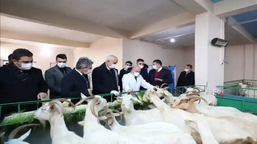 Vali Varol, Doğubayazıt'ta Bulunan Saanen Keçi Çiftliğini Ziyaret Etti