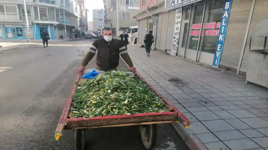 Baharın Müjdecisi Çiriş (Gulik) çıktı