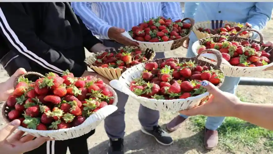 AĞRI’DA KURULAN ÇİLEK BAHÇELERİNDE HASAT DEVAM EDİYOR
