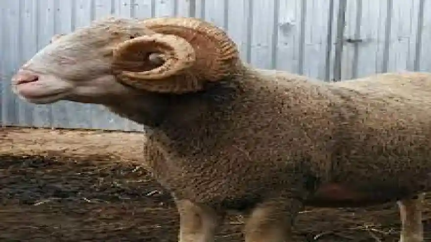 AĞRI’DA 150 DAMIZLIK KOÇ HİBE YOLUYLA YETİŞTİRİCİLERE DAĞITILDI