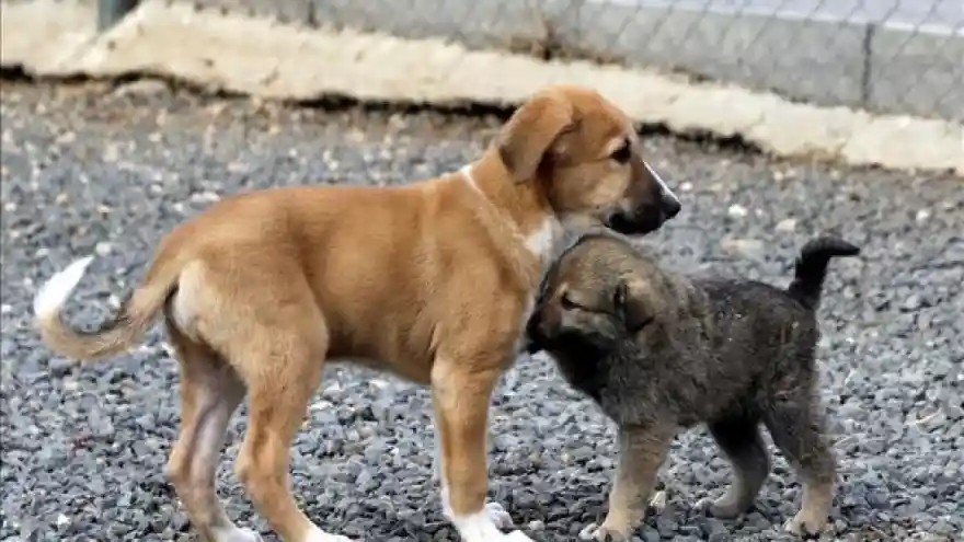 Bugün Hayvanları Koruma Günü