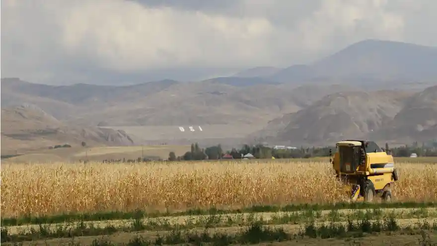 AĞRI'DA DANELİK MISIR HASADI YAPILDI