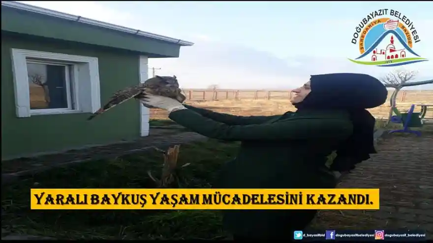 Yaralı Baykuş Yaşam  Mücadelesini Kazandı