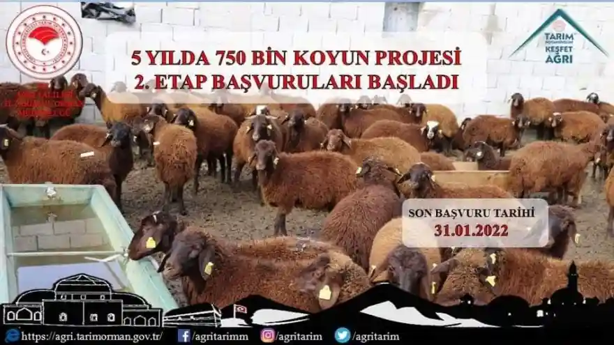 5 YILDA 750 BİN KOYUN PROJESİ 2.ETAP BAŞVURULARI BAŞLADI
