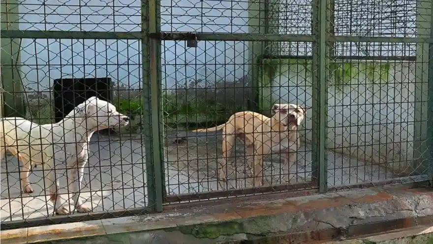 Bakanlıktan 81 ile genelge: Sahipsiz hayvanları toplayın