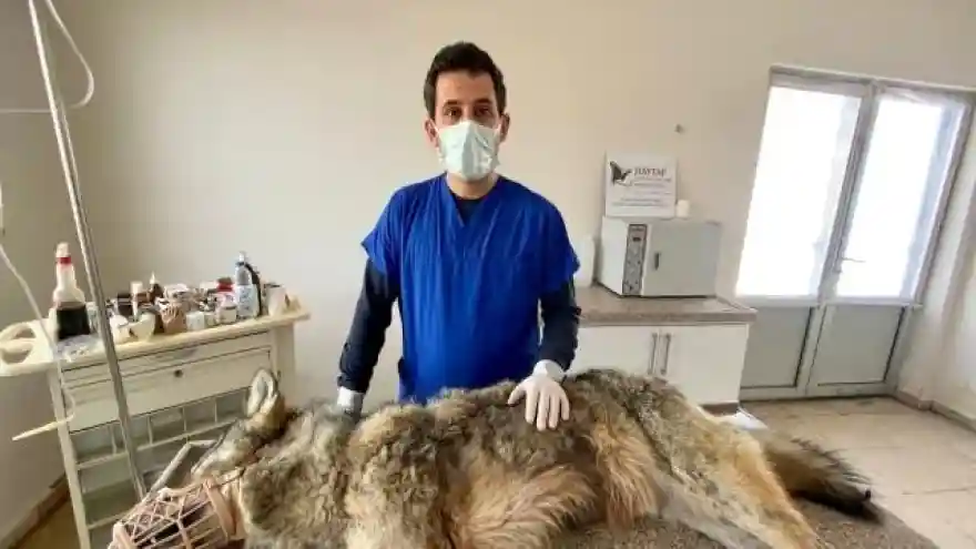 Şehre İnen Kurt Belediye Ekipleri Tarafından Yakalandı