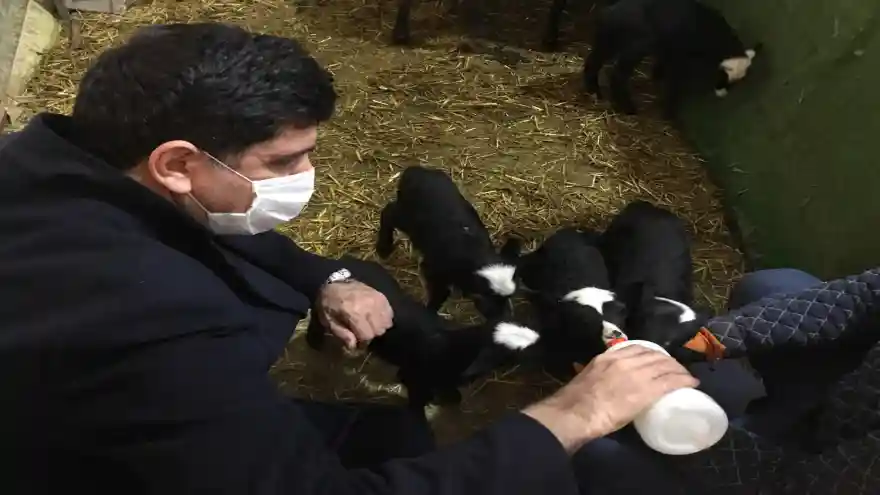 Iğdır Üniversitesindeki Romanov Irkı Koyunlar Dördüz Doğurdu 