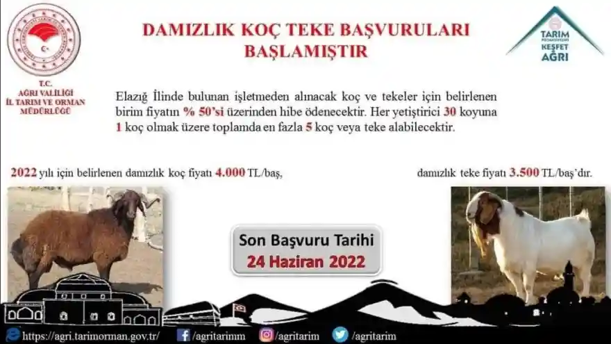 Ağrı'da Damızlık Koç Teke Başvuruları Başladı