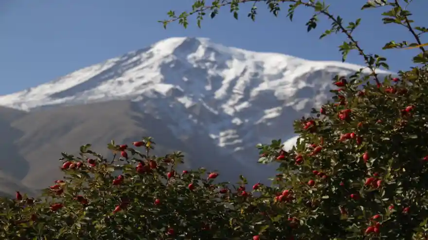 Ağrı Dağı Yamaçlarında Yetişen Kuşburnu Bitkisi, Bölge Ekonomisine Kazandırılacak!