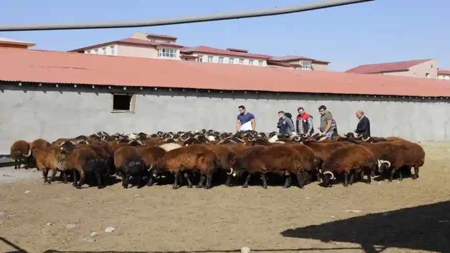 Ağrı'da %50 Hibeli Damızlık Koç Dağıtım Töreni Gerçekleşti