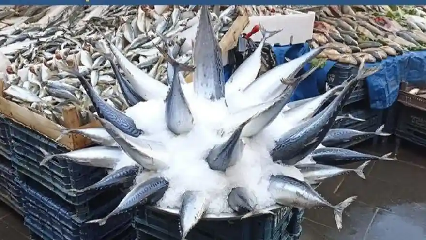 BALIĞA İLGi AZALDI