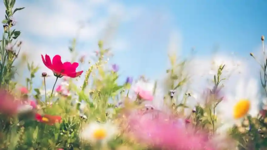"Cemre" yarın toprağa düşecek