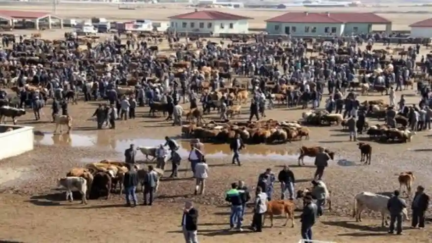 Ağrı Hayvan Pazarında Şap Alarmı, 46.159 TL İdari Para Cezası Uygulanacak