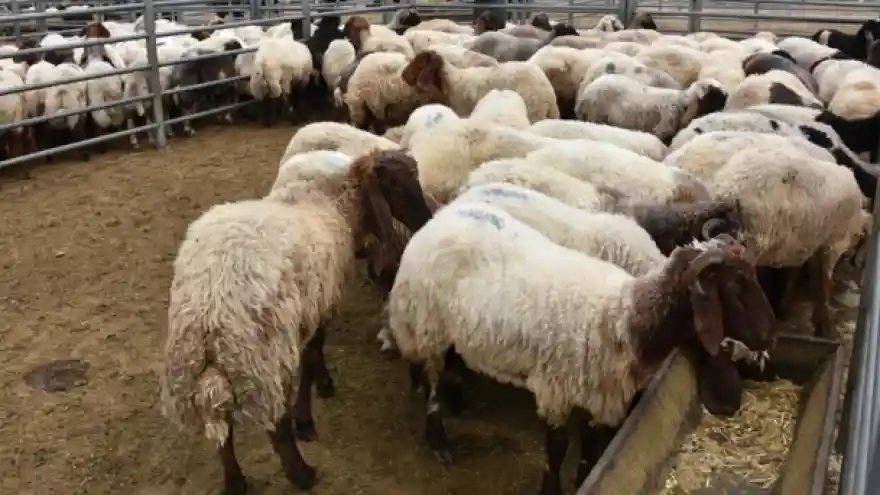 Kurban bayramı yaklaşırken, gözler kurban fiyatlarına çevrildi