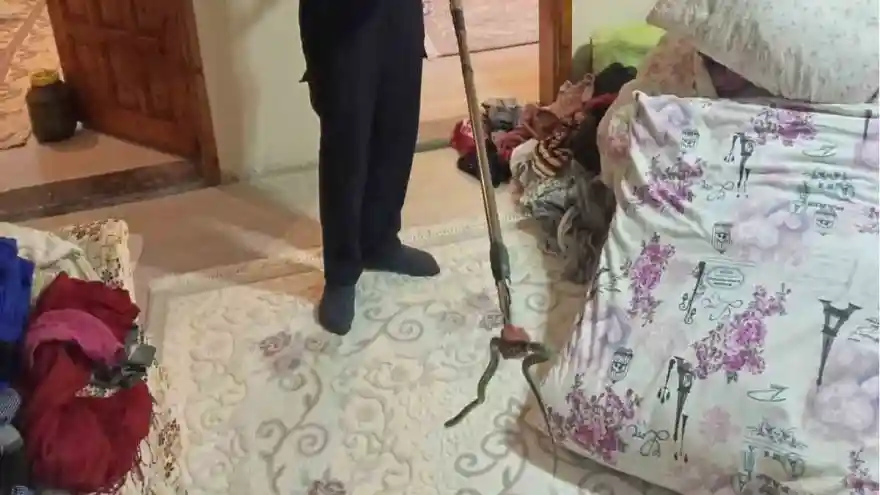 Ağrı’da evine yılan giren aile itfaiyeye sığındı