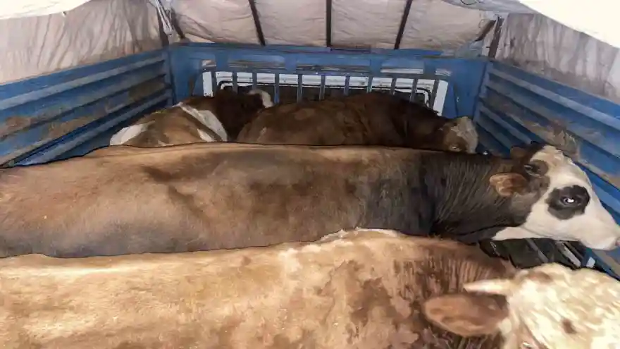 Ağrı’da büyükbaş hayvan hırsızlığı