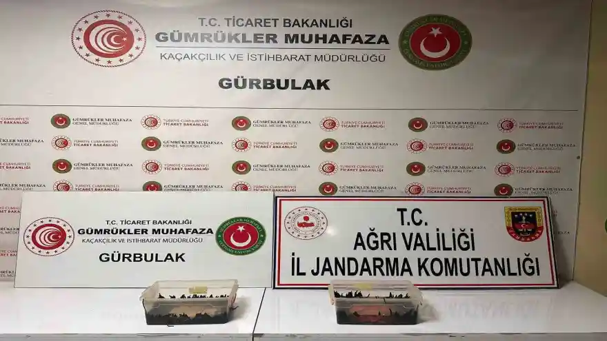 Gürbulak'ta 70 bin TL değerinde sülük ele geçirildi
