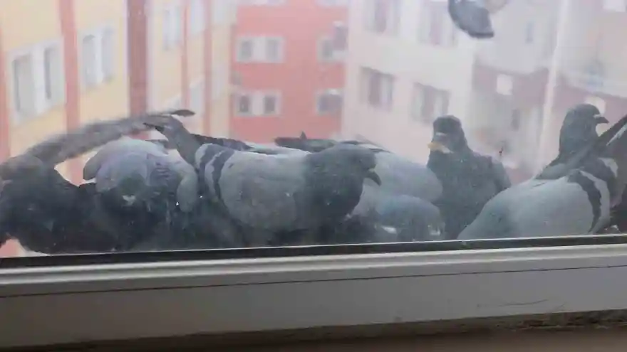 Ağrı’da soğuk hava sokak hayvanlarına zor anlar yaşatıyor