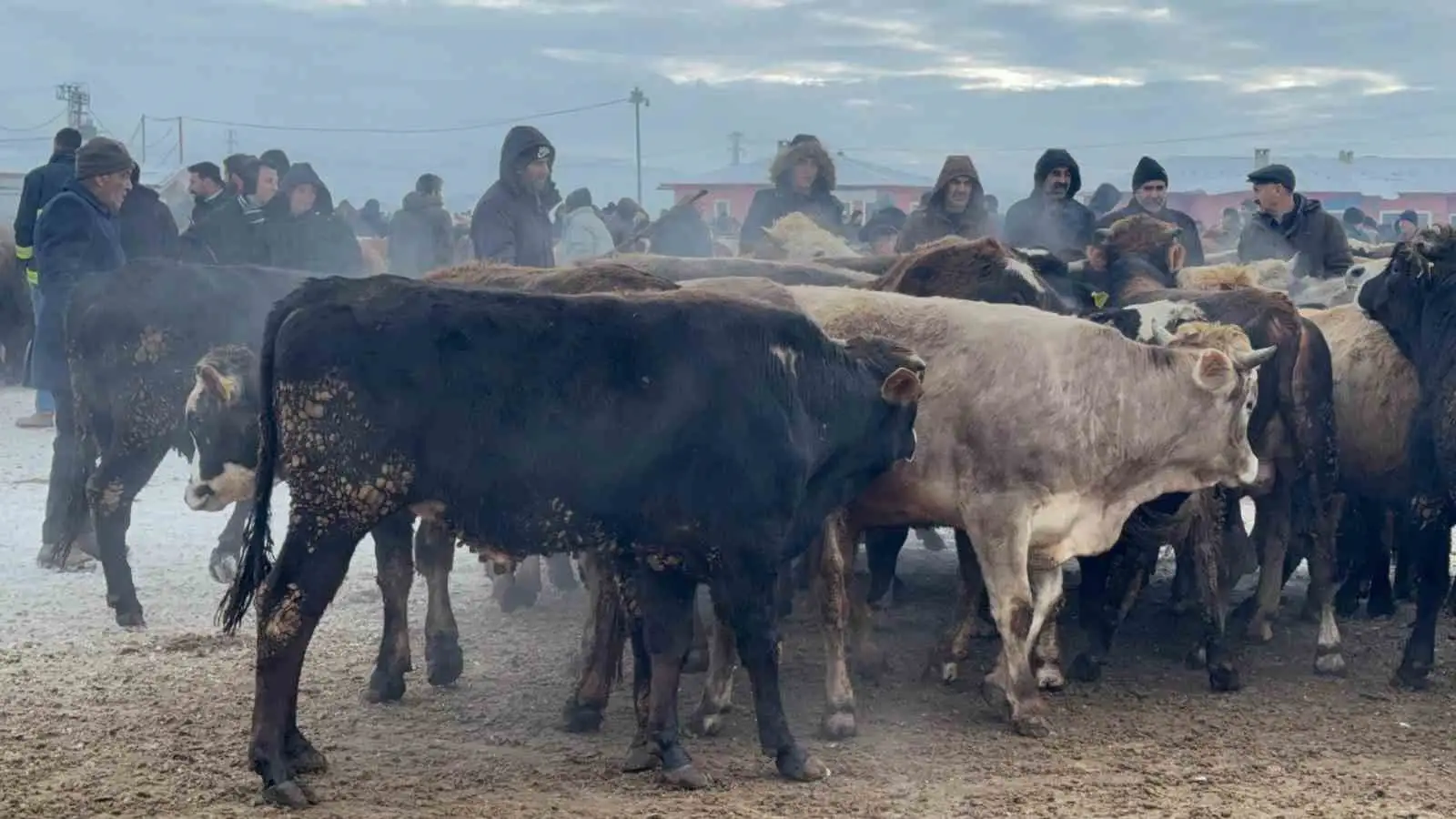 Ağrı Hayvan Pazarı’nda dondurucu soğuk çileye dönüştü 